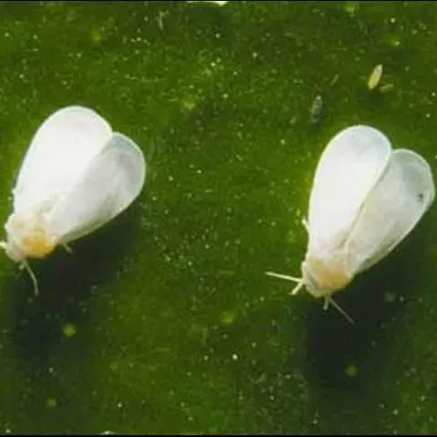 thumbnail for publication: Cloudywinged Whitefly, Dialeurodes citrifolii (Morgan) (Insecta: Hemiptera: Aleyrodidae: Aleyrodinae)